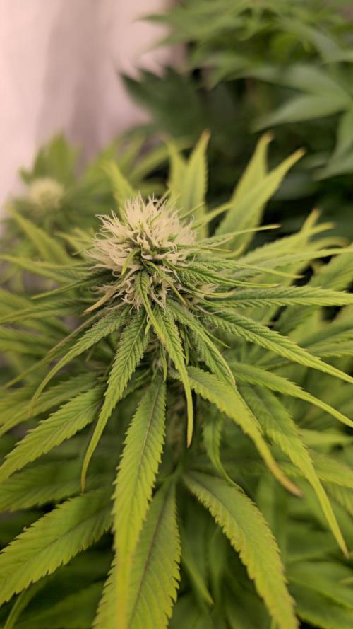 Cali Crasher. Week 9