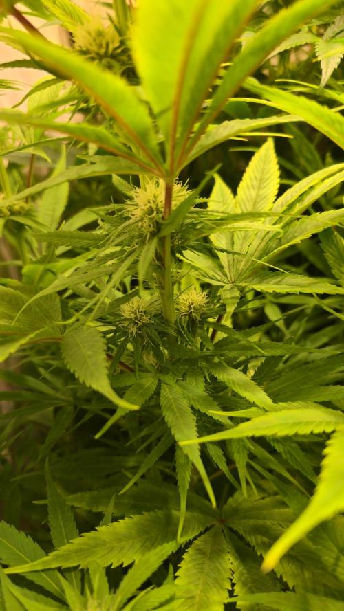 Cali Crasher. Week 9