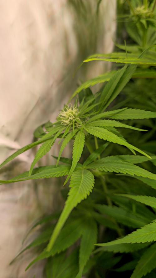 Cali Crasher. Week 9