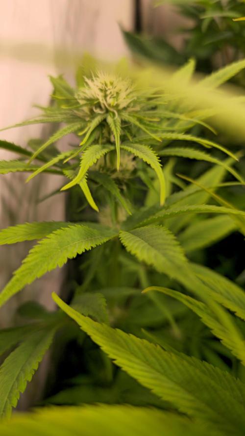 Cali Crasher. Week 9