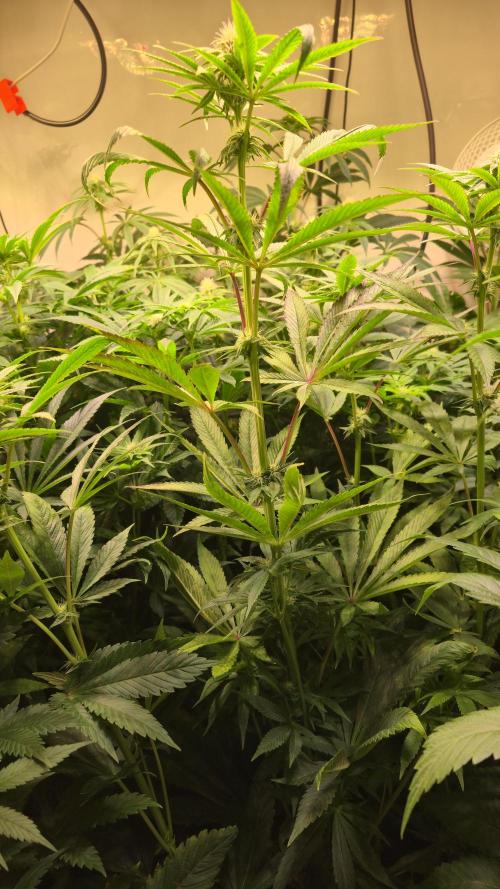 Zkittlez. Week 9