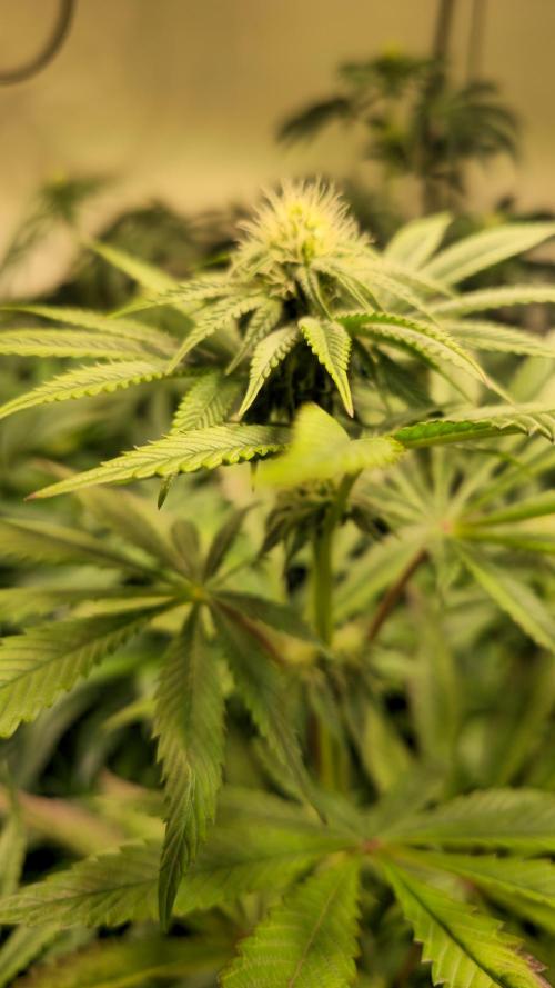 Zkittlez. Week 9