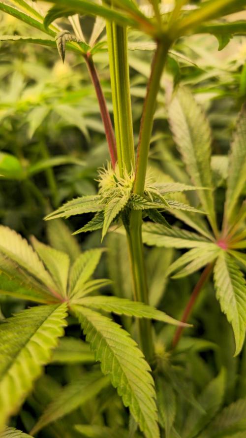 Zkittlez. Week 9