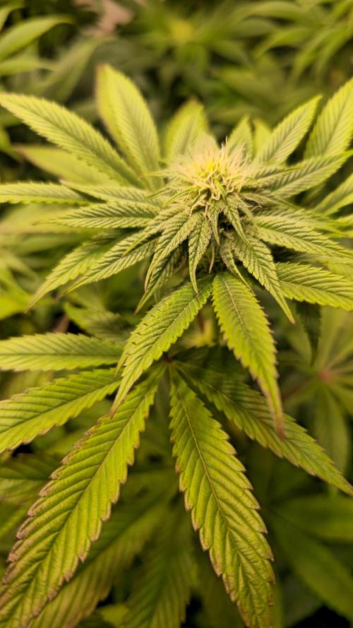 Zkittlez. Week 9