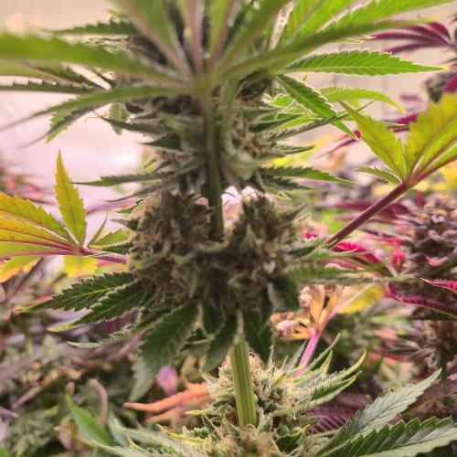 Pink Gorilla RQS. Week 15