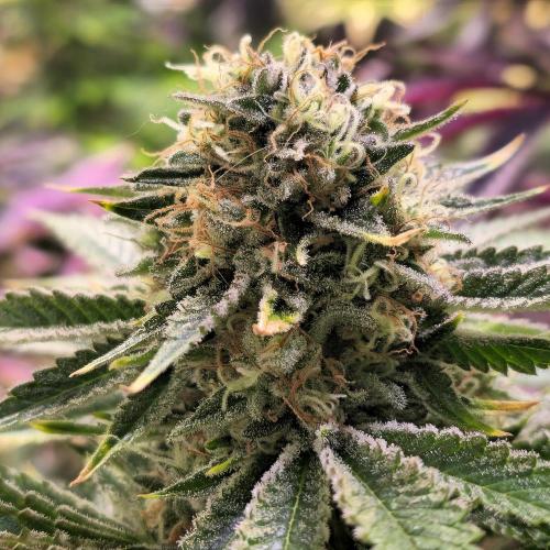 Pink Gorilla RQS. Week 15