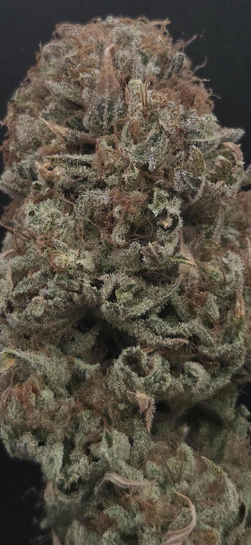 Pink Gorilla RQS. Week 15