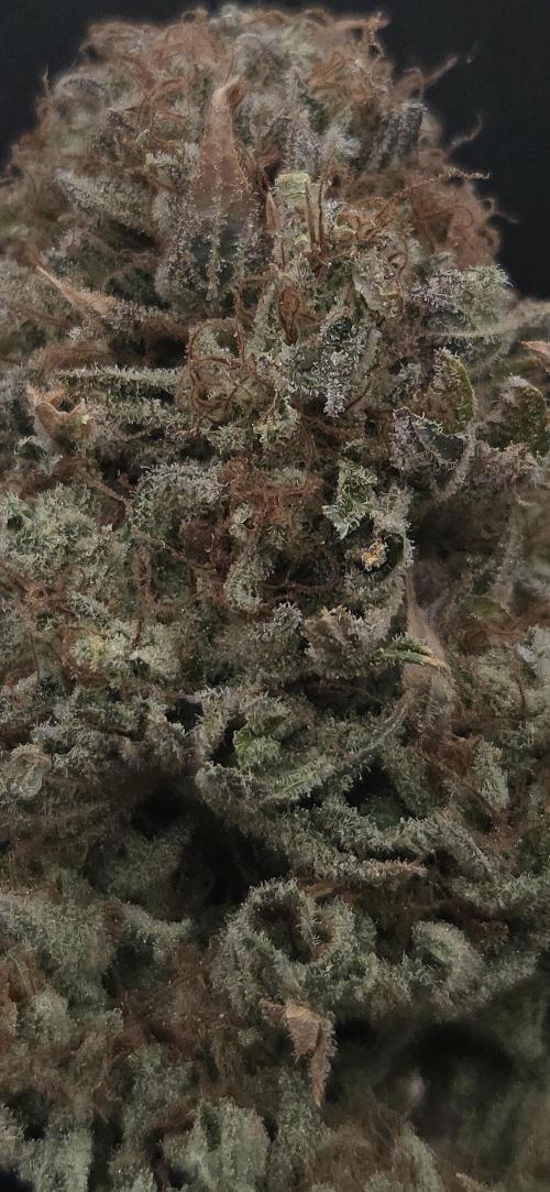 Pink Gorilla RQS. Week 15
