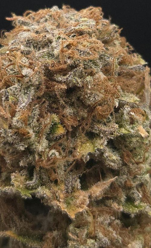 Pink Gorilla RQS. Week 15
