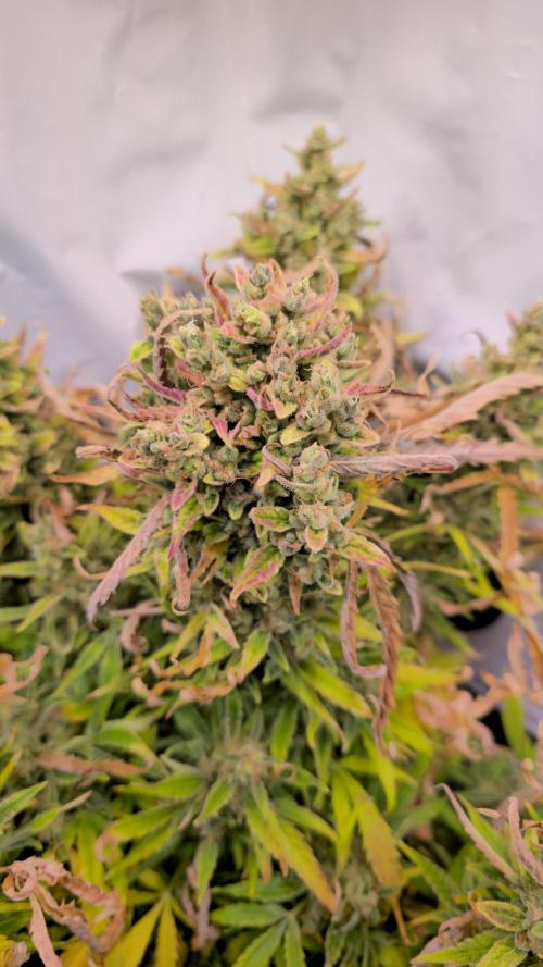 AutoflowerWorldCupBeingThereIsEverything. Week 10 - 29.03.26