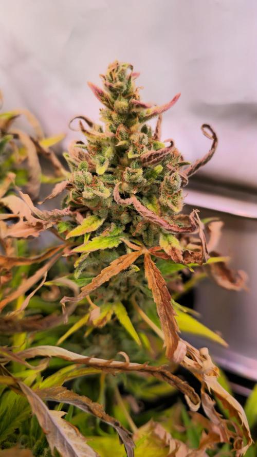 AutoflowerWorldCupBeingThereIsEverything. Week 10 - 29.03.26