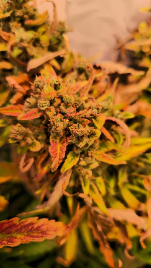 AutoflowerWorldCupBeingThereIsEverything. Week 10