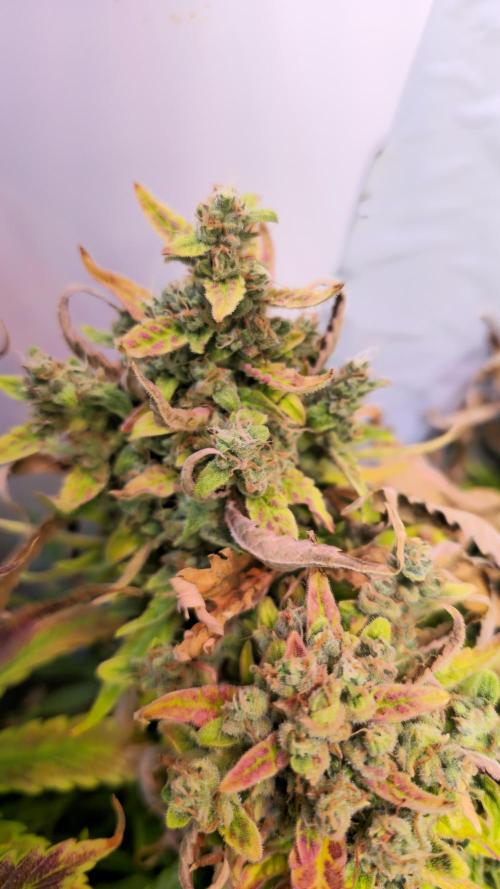 AutoflowerWorldCupBeingThereIsEverything. Week 10