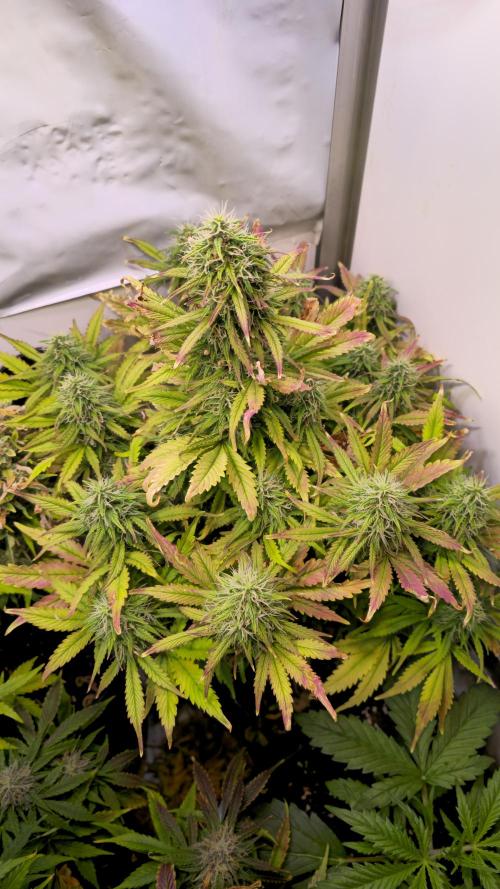 AutoflowerWorldCupBeingThereIsEverything. Week 10