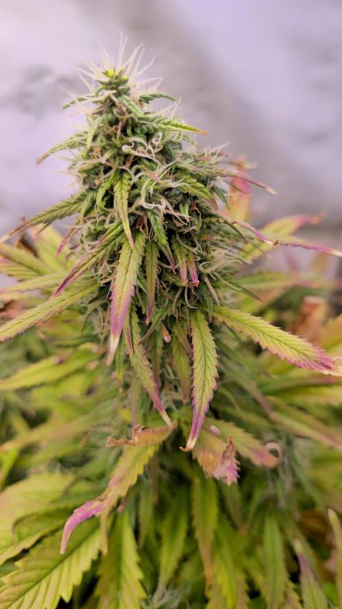 AutoflowerWorldCupBeingThereIsEverything. Week 10