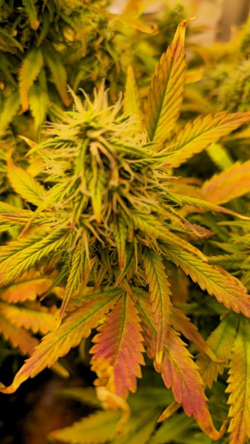 AutoflowerWorldCupBeingThereIsEverything. Week 10