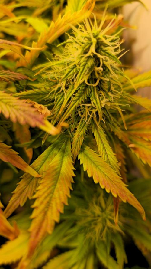 AutoflowerWorldCupBeingThereIsEverything. Week 10