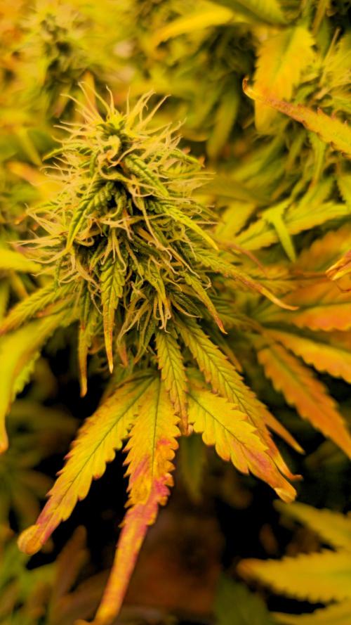 AutoflowerWorldCupBeingThereIsEverything. Week 10