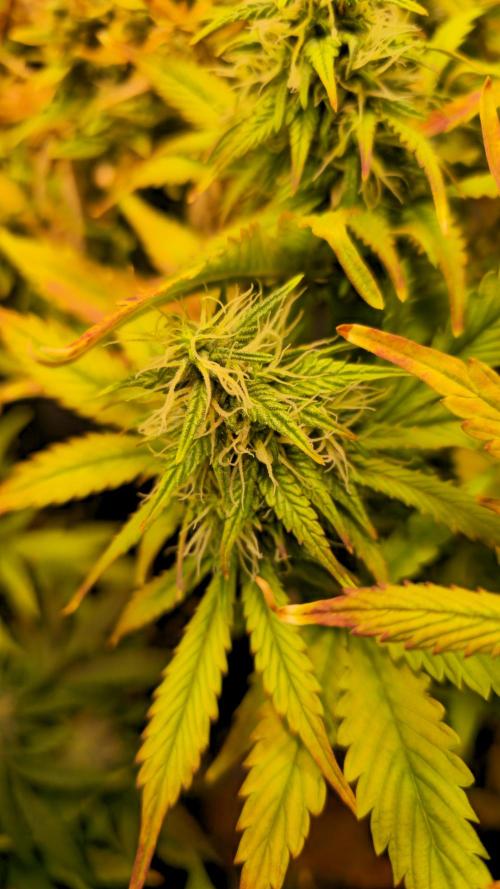 AutoflowerWorldCupBeingThereIsEverything. Week 10