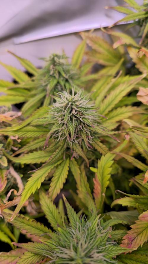 AutoflowerWorldCupBeingThereIsEverything. Week 10