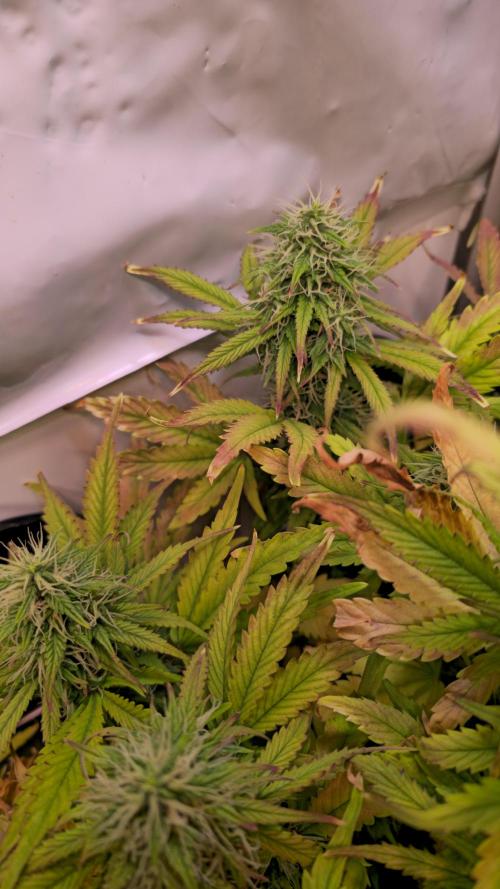 AutoflowerWorldCupBeingThereIsEverything. Week 10