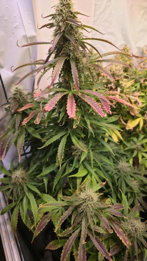 AutoflowerWorldCupBeingThereIsEverything. Week 10