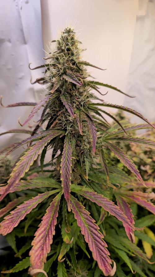 AutoflowerWorldCupBeingThereIsEverything. Week 10