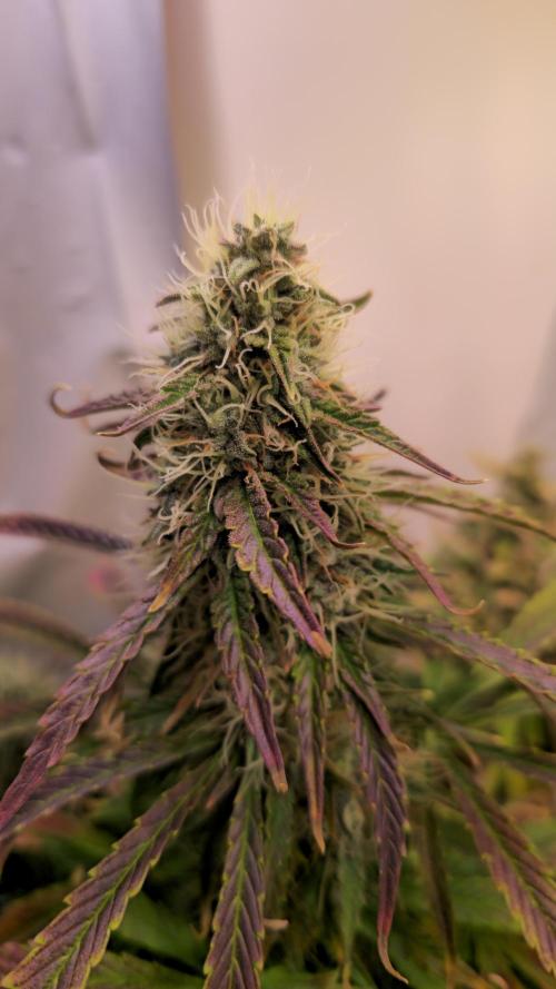 AutoflowerWorldCupBeingThereIsEverything. Week 10