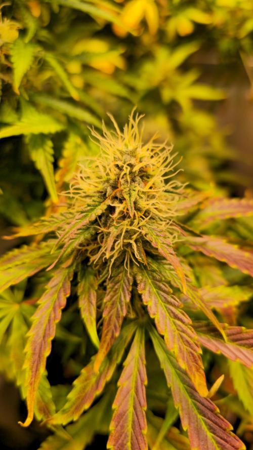 AutoflowerWorldCupBeingThereIsEverything. Week 10