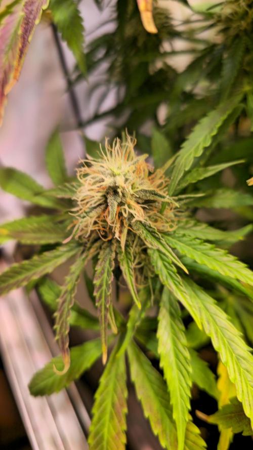 AutoflowerWorldCupBeingThereIsEverything. Week 10