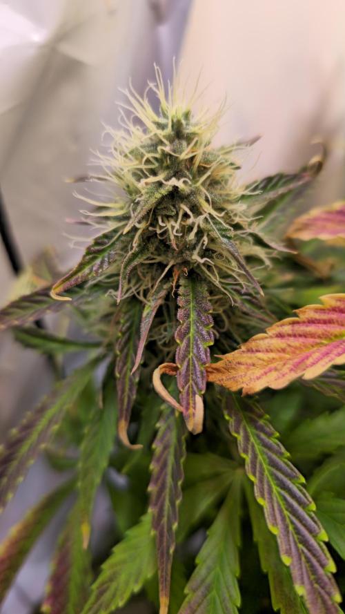 AutoflowerWorldCupBeingThereIsEverything. Week 10