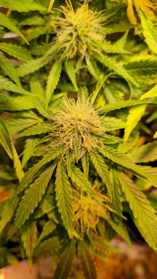 AutoflowerWorldCupBeingThereIsEverything. Week 10