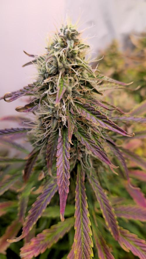 AutoflowerWorldCupBeingThereIsEverything. Week 10
