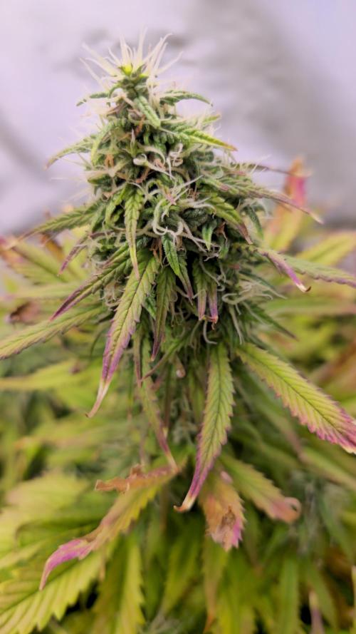AutoflowerWorldCupBeingThereIsEverything. Week 10 - 27.03.26