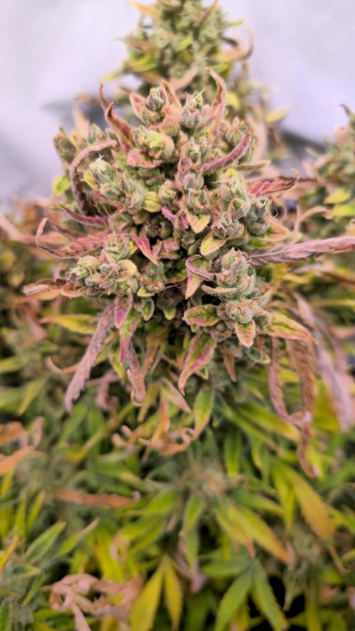 AutoflowerWorldCupBeingThereIsEverything. Week 10 - 27.03.26