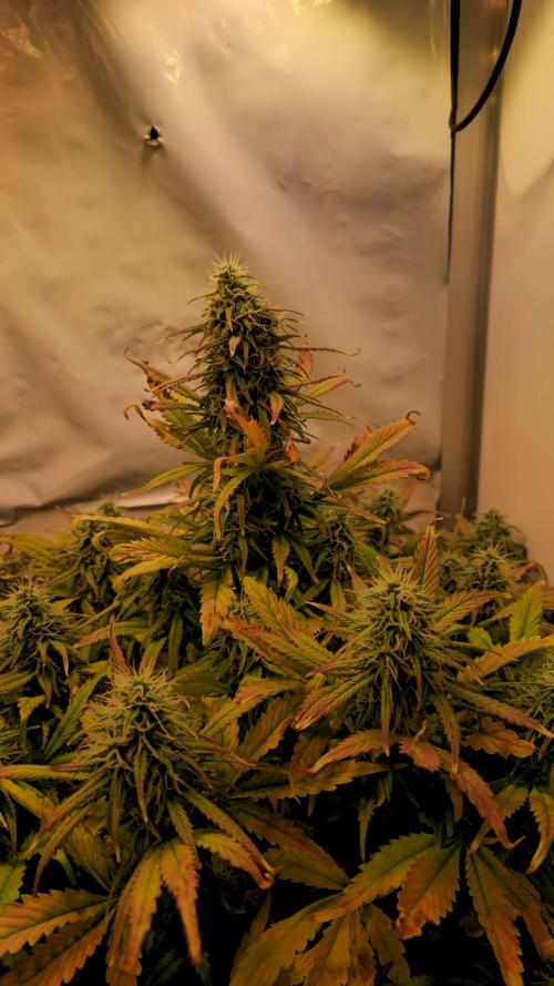 AutoflowerWorldCupBeingThereIsEverything. Week 10 - 27.03.26