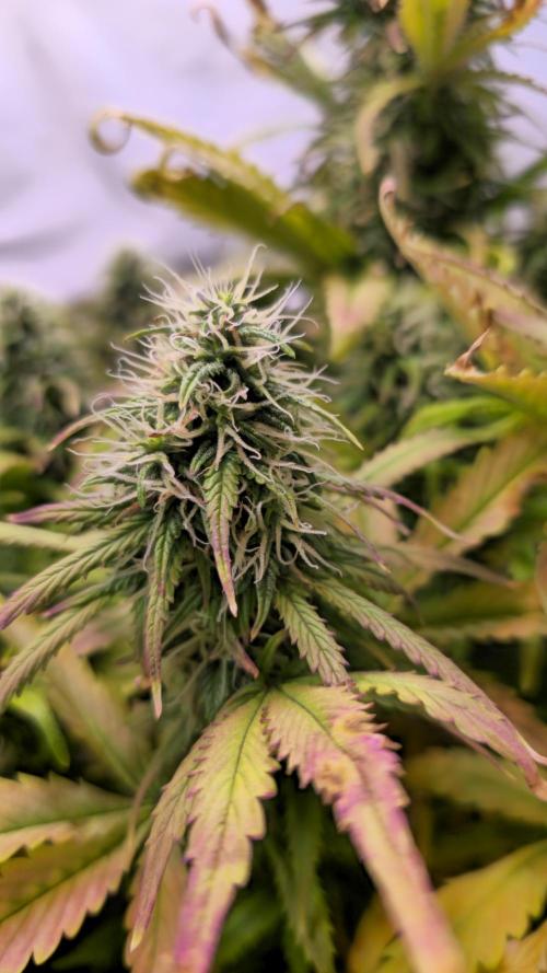 AutoflowerWorldCupBeingThereIsEverything. Week 10 - 27.03.26