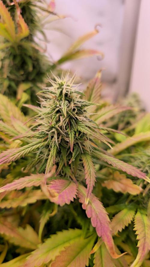AutoflowerWorldCupBeingThereIsEverything. Week 10 - 27.03.26