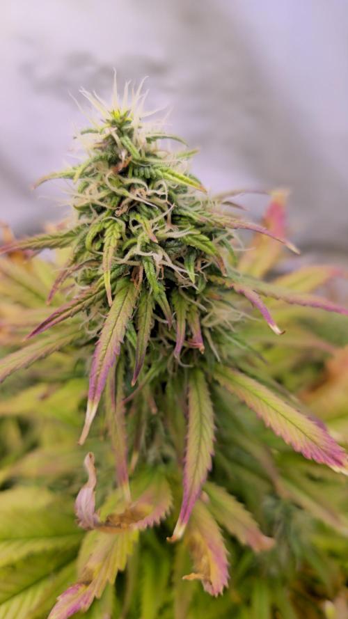 AutoflowerWorldCupBeingThereIsEverything. Week 10 - 27.03.26