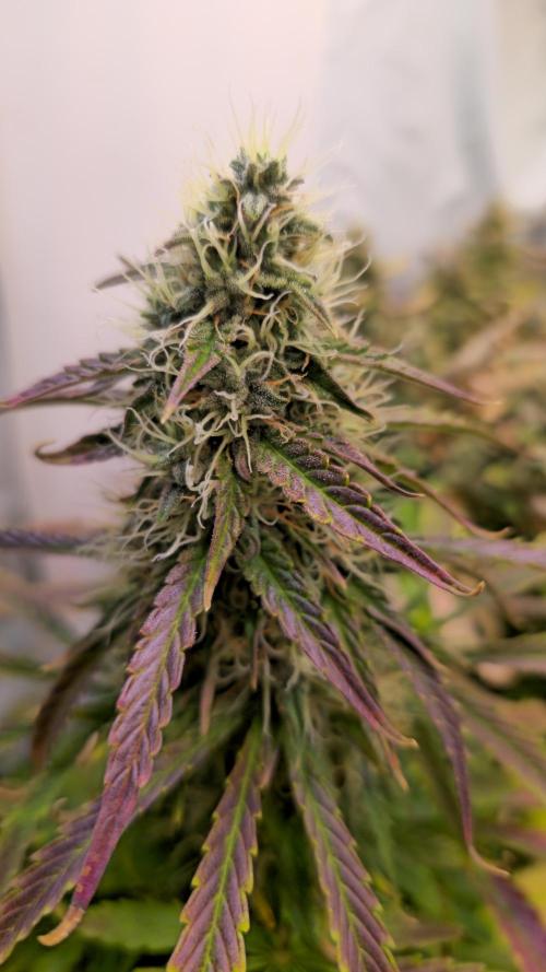AutoflowerWorldCupBeingThereIsEverything. Week 10 - 27.03.26