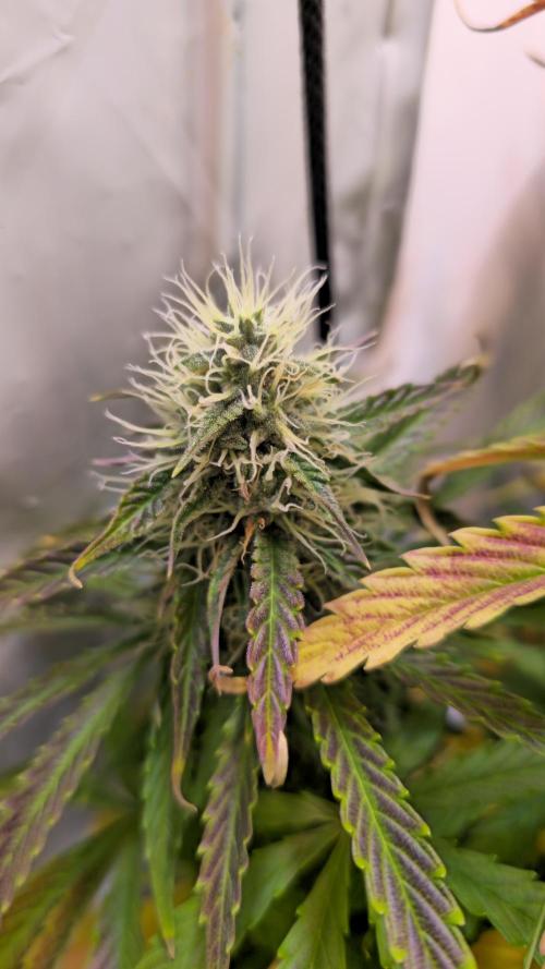 AutoflowerWorldCupBeingThereIsEverything. Week 10 - 27.03.26