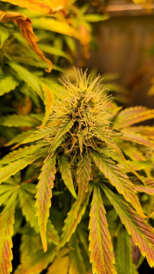 AutoflowerWorldCupBeingThereIsEverything. Week 10 - 27.03.26
