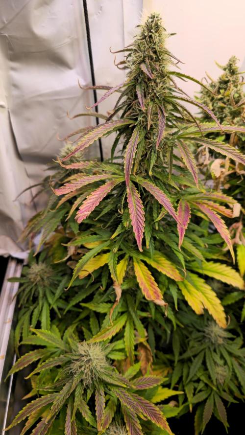 AutoflowerWorldCupBeingThereIsEverything. Week 10 - 27.03.26