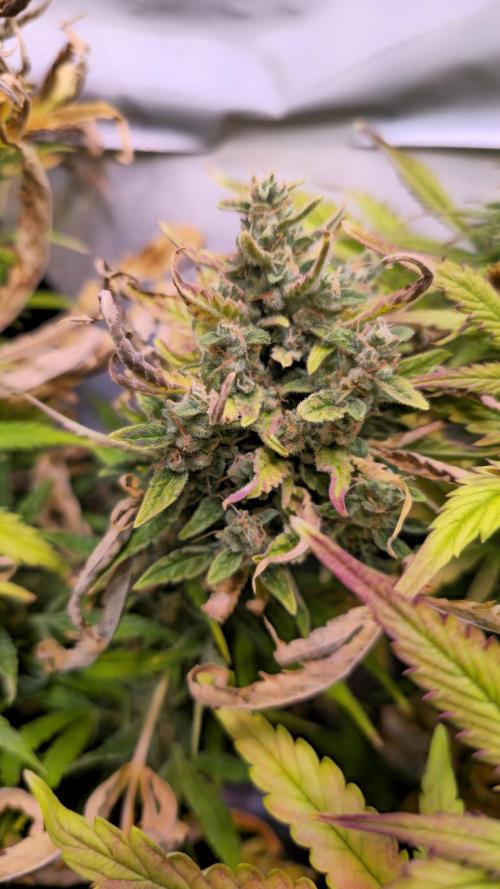 AutoflowerWorldCupBeingThereIsEverything. Week 10 - 27.03.26