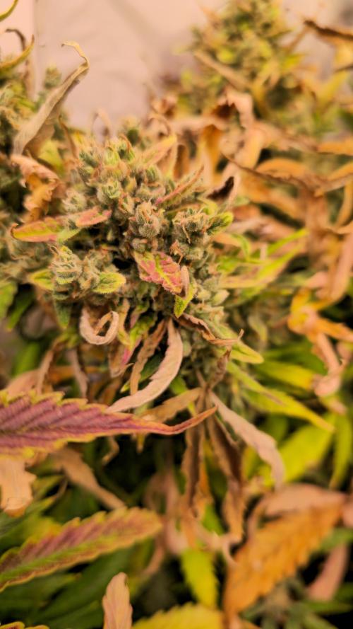AutoflowerWorldCupBeingThereIsEverything. Week 10 - 27.03.26