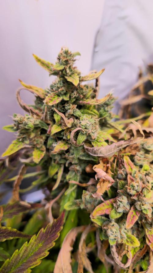 AutoflowerWorldCupBeingThereIsEverything. Week 10 - 27.03.26