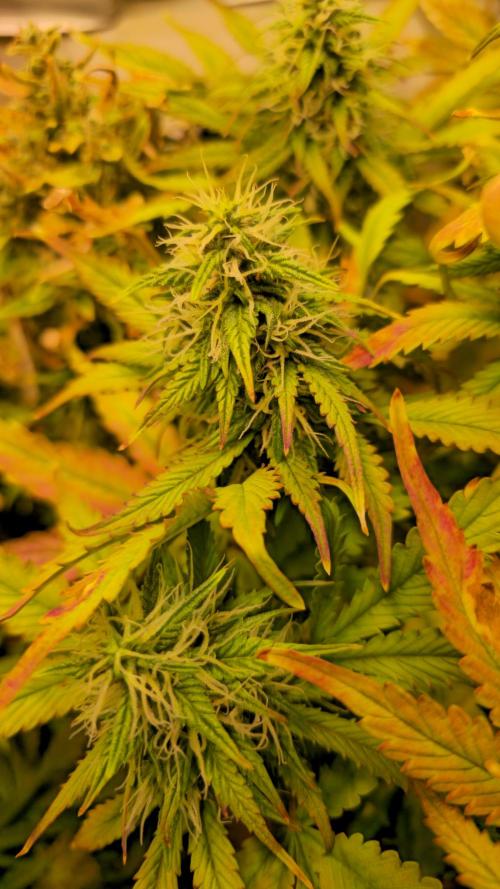 AutoflowerWorldCupBeingThereIsEverything. Week 10 - 29.03.26