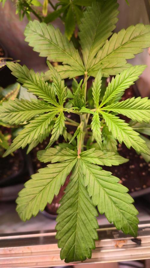 Violett Face Auto. Week 2