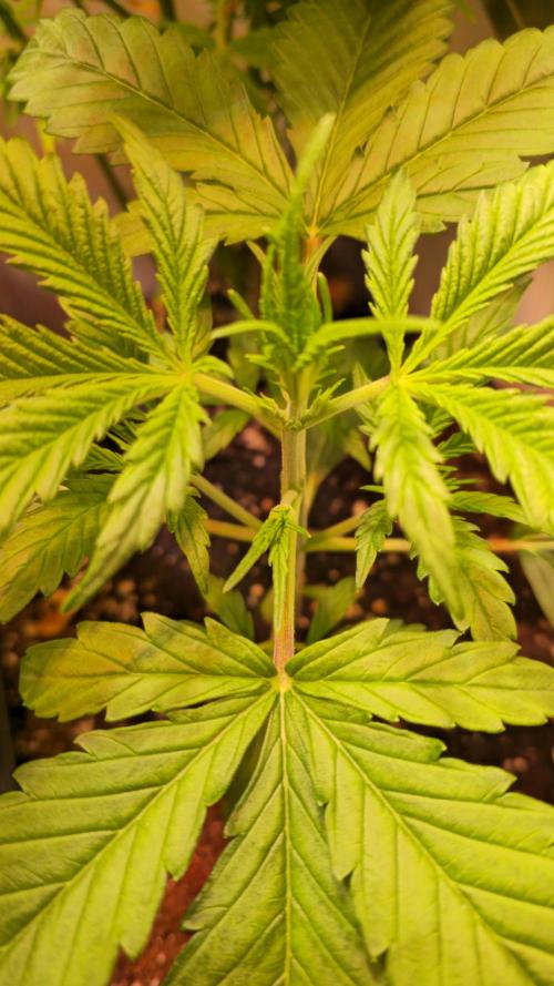 Violett Face Auto. Week 2