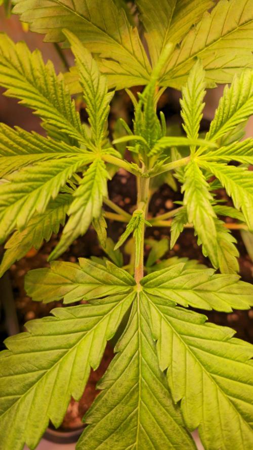 Violett Face Auto. Week 2
